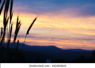 Wheat Fruits Back-lit In A Vermont Sunset With Mountains Behind.