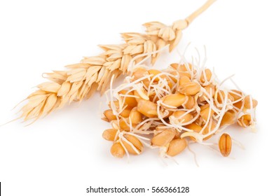wheat germ with ear
