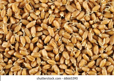 Wheat germs background