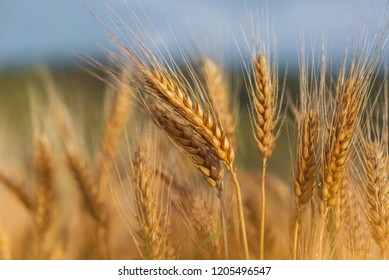 Wheat germs grow on the field. Beautiful wheat field. - Powered by Shutterstock