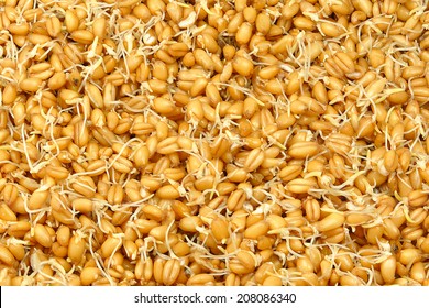 Wheat germs macro texture background 
