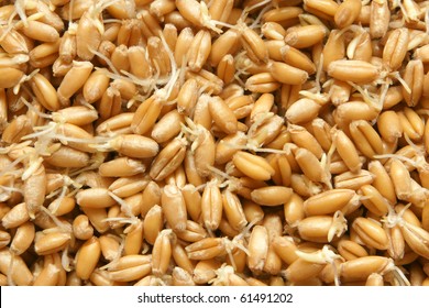 Wheat germs macro texture background