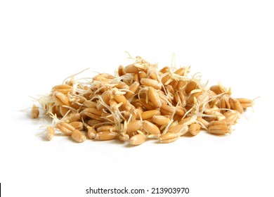 Wheat germs on a white background