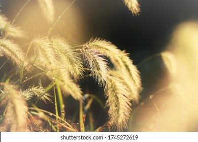 Wheat In Golden Hour. Decatur Texas