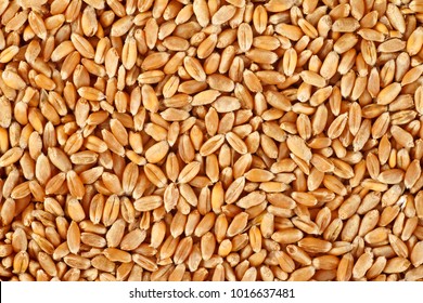 Wheat Grain As Background Texture