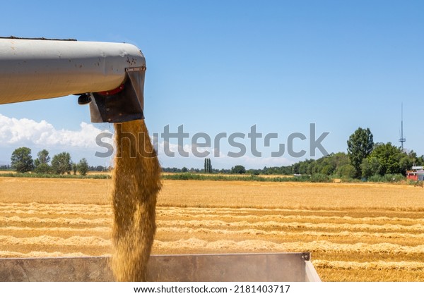Wheat Grain Falling From Combine Auger Into Grain\
Cart Unloading Wheat