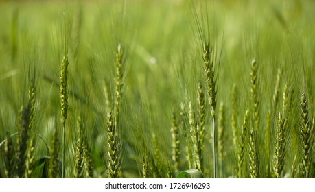 Wheat Grain In A Feild 