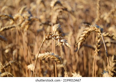 Wheat Grain Field In Gold Lights Of Sunrise. Ripe Wheat Ears At Morning. Agricultural Field At Sunny Day. Harvesting Summer Time. Beauty Of Nature. No People. Agricultural Concept