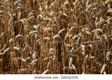 Wheat Grain Field In Gold Lights Of Sunrise. Ripe Wheat Ears At Morning. Agricultural Field At Sunny Day. Harvesting Summer Time. Beauty Of Nature. No People. Agricultural Concept