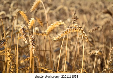 Wheat Grain Field In Gold Lights Of Sunrise. Ripe Wheat Ears At Morning. Agricultural Field At Sunny Day. Harvesting Summer Time. Beauty Of Nature. No People. Agricultural Concept