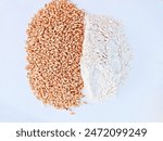 Wheat grain and flour isolated with white bottom outdoor. Negative space is given for text 