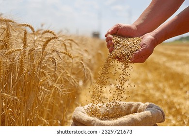 Wheat grain in a hand after good harvest of successful farmer in a background agricultural machinery combine harvester working on the field - Powered by Shutterstock