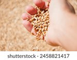 Wheat grain in hand at mill storage. Harvest in hand of farmer. Healthy wholegrain. Cereal grain seed. Barley agriculture. Hand of farmer with wheat grain. Harvest agriculture. Agricultural sector.