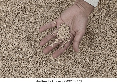 Wheat Grain And Human Hand, Desaturated Dramatic Image, A Food Crisis And Hunger Concept