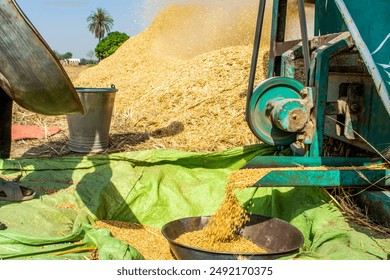 Wheat grain and husk drainage from the thresher machine  - Powered by Shutterstock