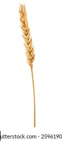 Wheat Grain Isolated