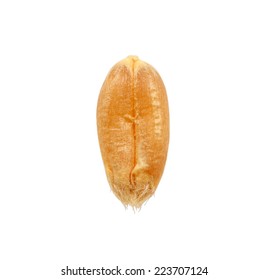 Wheat Grain Isolated On White Background