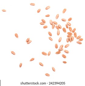 Wheat Grain Isolated On White Background