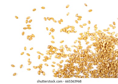 Wheat Grain Isolated On White Background