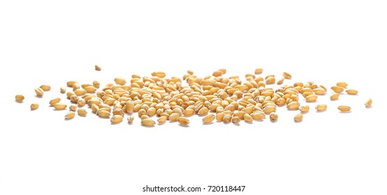 Wheat Grain Isolated On White Background