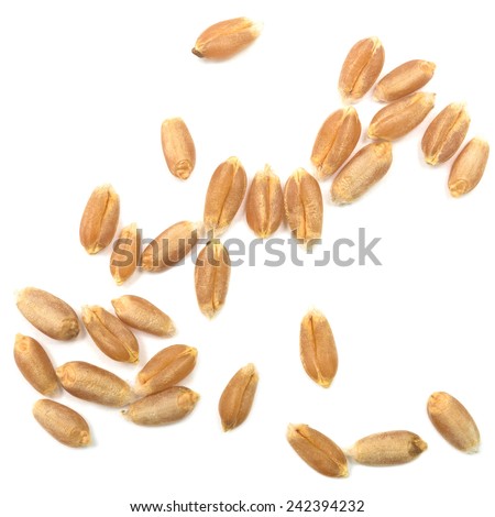 wheat grain isolated on white background