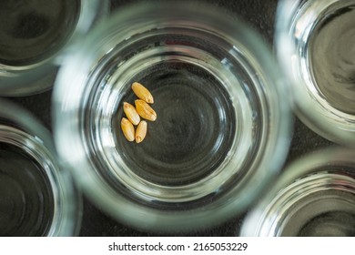 Wheat Grain Leftovers Inside Glass Jar Storage Container Closeup