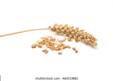 Wheat grain on a white background