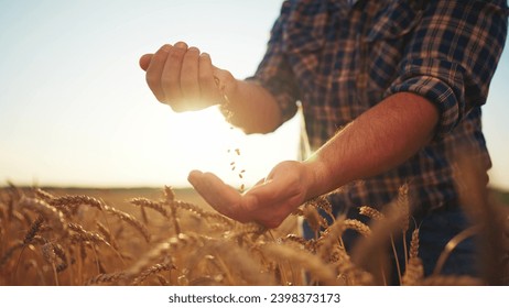 Wheat grain pouring in farmer's man hands on agricultural field, hands close-up. Harvesting, farming, food production, agribusiness concept. Golden wheat crop at sunset with sunlight on farmland. - Powered by Shutterstock