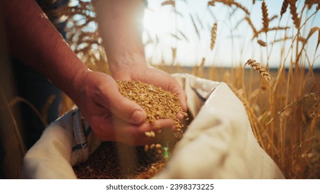 Wheat grain pouring from farmer's man hands on agricultural field to canvas bag, hands close-up. Harvesting, farming, food production, agribusiness concept. Golden wheat crop at sunset on farmland.