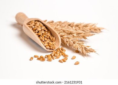 Wheat grain in wooden scoop and bundle of wheat spikes isolated on white. Concept of food supply, vegetarian diet, carbs and nutrients.
