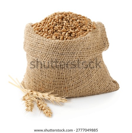 Wheat grains in burlap bag and spikes isolated on white