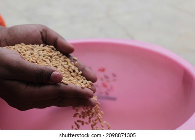 Wheat Grains Falling From Top On To A Bucket