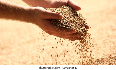 Wheat grains in hands at mill storage. Close up. Good harvest in the hands of farmers, big pile of grain. - Shutterstock ID 1191848641