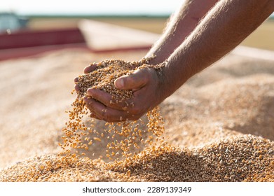 Wheat grains in hands at mill storage. Close up. Good harvest in the hands of farmers, big pile of grain - Powered by Shutterstock