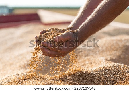 Wheat grains in hands at mill storage. Close up. Good harvest in the hands of farmers, big pile of grain