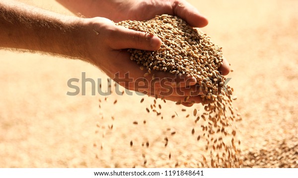 Wheat grains in\
hands at mill storage. Close up. Good harvest in the hands of\
farmers, big pile of\
grain.