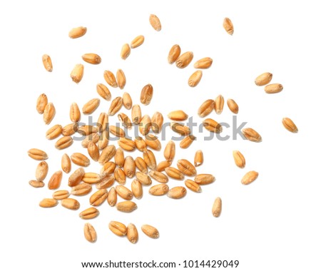 wheat grains isolated on white background. top view