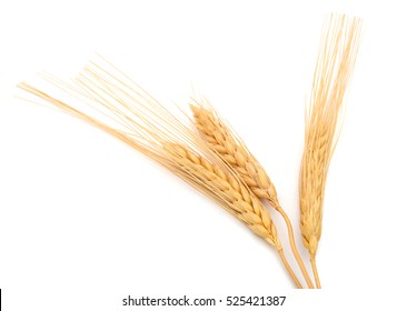 Wheat Grains Isolated White