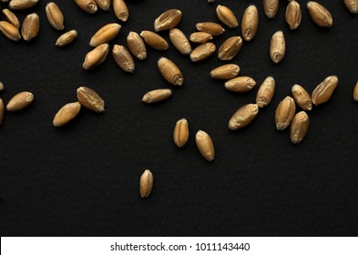 Wheat Grains On A Black Matte Background