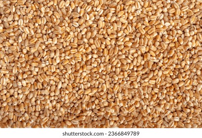 Wheat Grains Texture Background, Barley Pattern, Dry Cereal Seeds for Bread Flat Lay, Spelta Banner, Healthy Organic Food Mockup, Wheat Grains Textured Background with Copy Space for Text