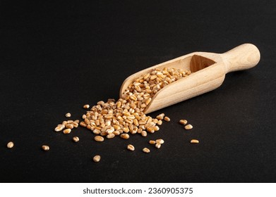 Wheat Grains in Wood Scoop, Barley Pile, Dry Cereal Seeds for Bread, Spelta Healthy Organic Food, Wheat Grains Heap in Wooden Spoon on Black Background - Powered by Shutterstock