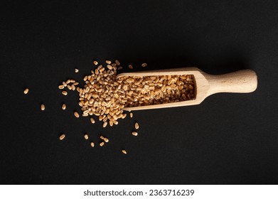 Wheat Grains in Wood Scoop, Barley Pile, Dry Cereal Seeds for Bread, Spelta Healthy Organic Food, Wheat Grains Heap in Wooden Spoon on Black Background Top View - Powered by Shutterstock