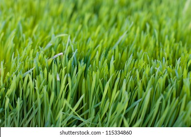 Wheat Grass