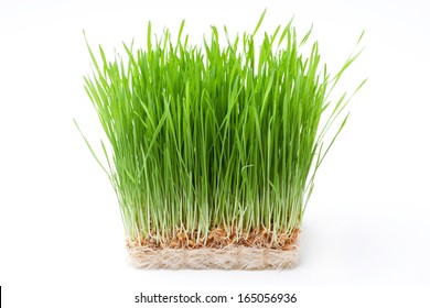 Wheat Grass