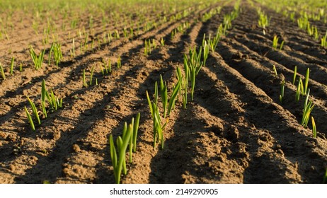 Wheat Grass Seeds Growing In The Soil Macro Close Up