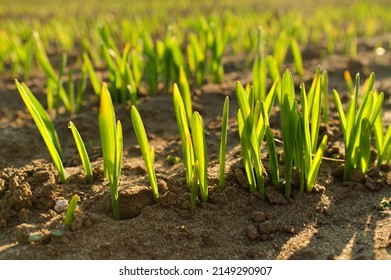 Wheat Grass Seeds Growing In The Soil Macro Close Up