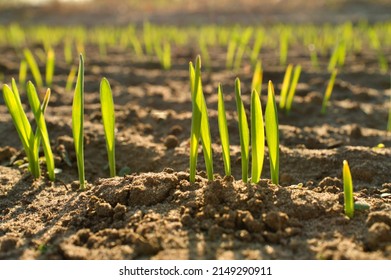 Wheat Grass Seeds Growing In The Soil Macro Close Up