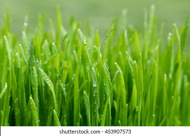 Wheat Grass Sprouts