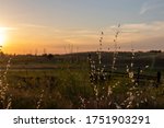 Wheat and grasses in a country sunset landscape in Oakdale, California