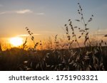 Wheat and grasses in a country sunset landscape in Oakdale, California